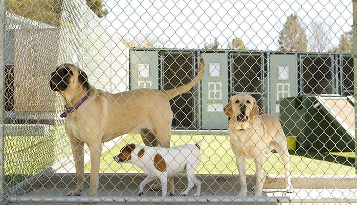 commercial-kennel