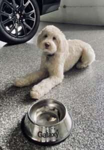 dog on new garage floor coating