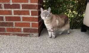 Galaxy Patio Coating Cat